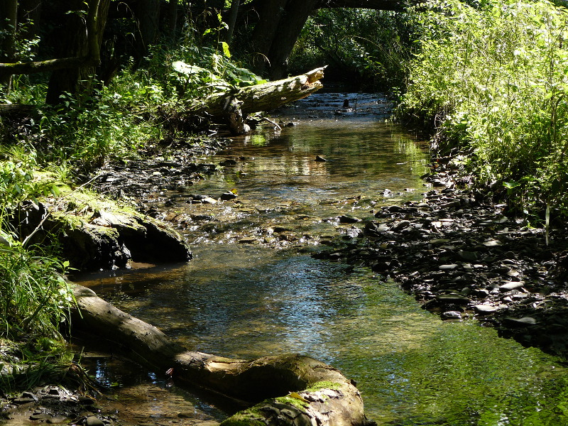 Banfe Bach - Nationalpark Kellerwald