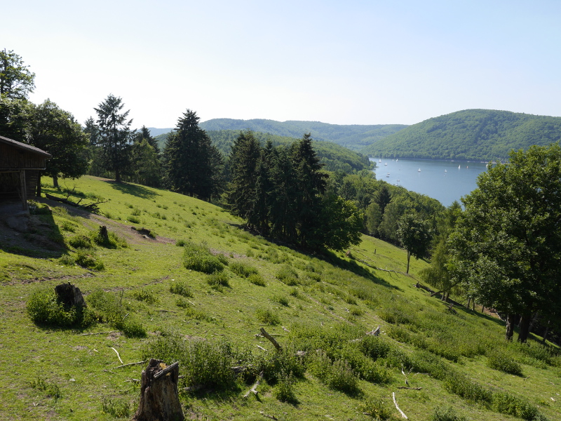 Wildgehege im Wildpark Edersee