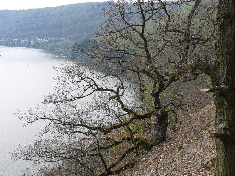 Eichen an der Kalen-Hardt