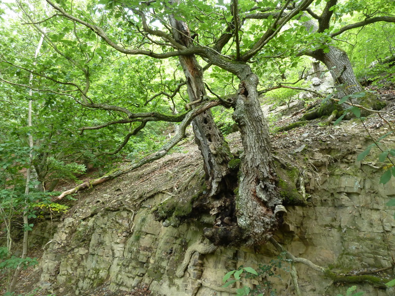 Eichenwald an der Kahlen-Hardt