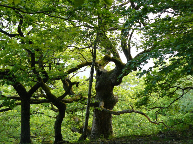 Eichenwald an der Kahlen-Hardt