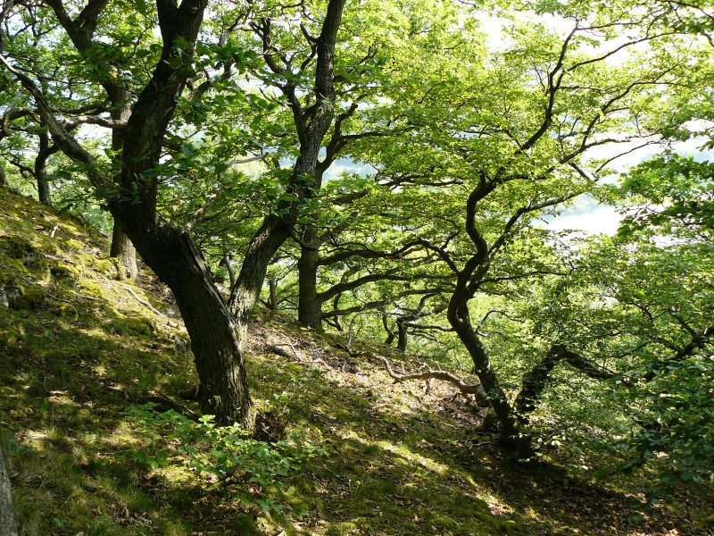 Eichenwald an der Kahlen-Hardt