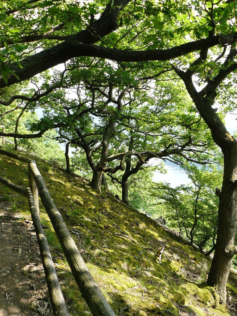 Eichenwald an der Kahlen-Hardt