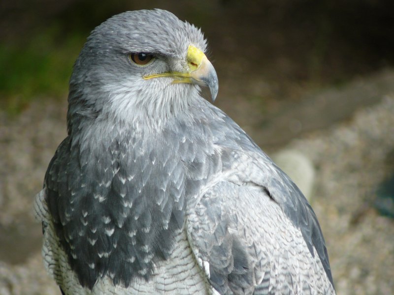 Wildpark Edersee Greifenwarte