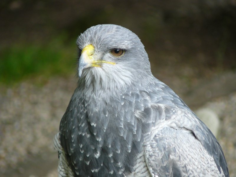 Wildpark Edersee Greifenwarte