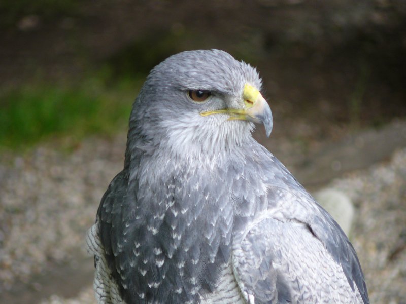 Wildpark Edersee Greifenwarte