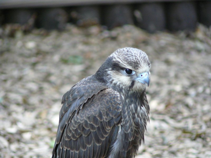 Wildpark Edersee Greifenwarte