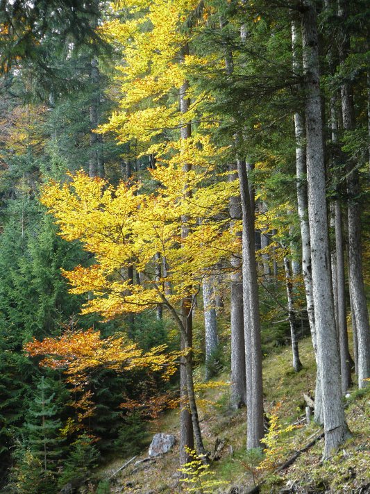 Eibsee