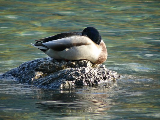 Eibsee