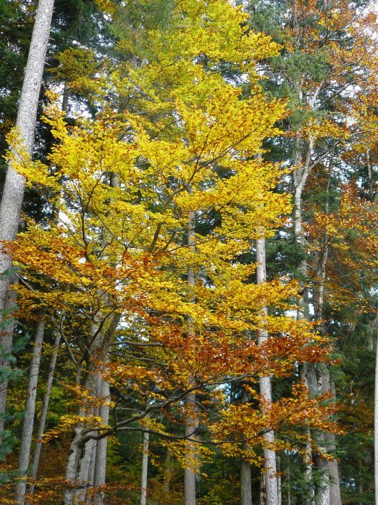 Eibsee