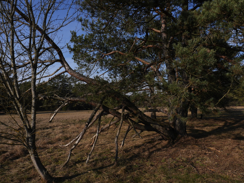 Mallertshofener Heide