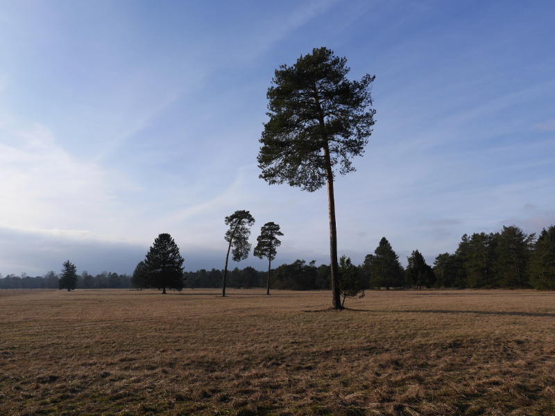 Mallertshofener Heide