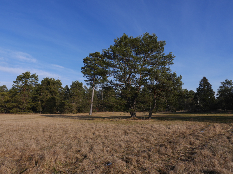 Mallertshofener Heide