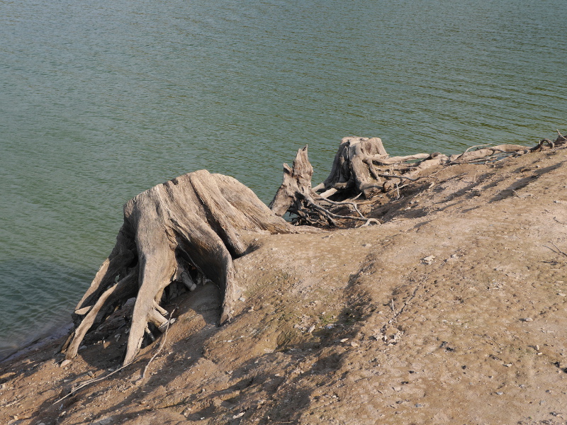 Baumstümpfe aus dem Edersee