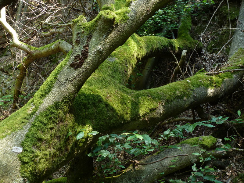 Kellerwald